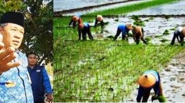 Photo kiri: Kepala Dinas Pertanian Kabupaten Jombang, Ir Much Rony. Photo kanan: para ibu-ibu buruh tani sedang bercocok tanam padi. 
                                                                                                                                Photo: istimewa-edit-repro. 
