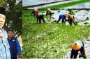Photo kiri: Kepala Dinas Pertanian Kabupaten Jombang, Ir Much Rony. Photo kanan: para ibu-ibu buruh tani sedang bercocok tanam padi. 
                                                                                                                                Photo: istimewa-edit-repro. 
