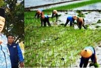 Photo kiri: Kepala Dinas Pertanian Kabupaten Jombang, Ir Much Rony. Photo kanan: para ibu-ibu buruh tani sedang bercocok tanam padi. 
                                                                                                                                Photo: istimewa-edit-repro. 
