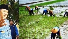 Photo kiri: Kepala Dinas Pertanian Kabupaten Jombang, Ir Much Rony. Photo kanan: para ibu-ibu buruh tani sedang bercocok tanam padi.
Photo: istimewa-edit-repro.