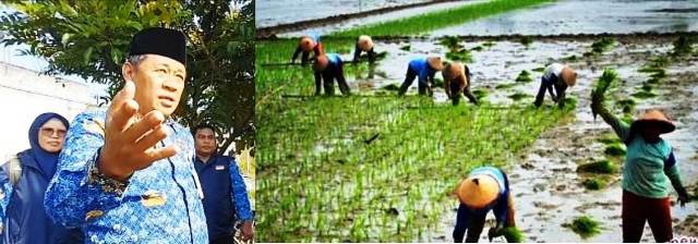 Photo kiri: Kepala Dinas Pertanian Kabupaten Jombang, Ir Much Rony. Photo kanan: para ibu-ibu buruh tani sedang bercocok tanam padi. 
                                                                                                                                Photo: istimewa-edit-repro. 
