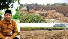 Photo kiri: Kepala Dinas Pertanian Jombang Ir. Moch Rony dan photo kanan, suasana petani melakukan persiapan tanam tebu serta proses angkut tebang tebu di kawasan perkebunan tebu di Desa Watudakon Kecamatan Kesamben, Kabupaten Jombang, di kawasan ini terdapat sedikitnya berkisar 20 hektare tanaman tebu dibongkar, atau dilakukan ratoon. 