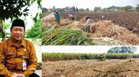 Photo kiri: Kepala Dinas Pertanian Jombang Ir. Moch Rony dan photo kanan, suasana petani melakukan persiapan tanam tebu serta proses angkut tebang tebu di kawasan perkebunan tebu di Desa Watudakon Kecamatan Kesamben, Kabupaten Jombang, di kawasan ini terdapat sedikitnya berkisar 20 hektare tanaman tebu dibongkar, atau dilakukan ratoon. 