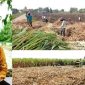 Photo kiri: Kepala Dinas Pertanian Jombang Ir. Moch Rony dan photo kanan, suasana petani melakukan persiapan tanam tebu serta proses angkut tebang tebu di kawasan perkebunan tebu di Desa Watudakon Kecamatan Kesamben, Kabupaten Jombang, di kawasan ini terdapat sedikitnya berkisar 20 hektare tanaman tebu dibongkar, atau dilakukan ratoon. 