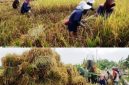 Photo: Petani-buruh tani di kawasan lahan pertanian Desa Watudakon, Kecamatan Kesamben, Kabupaten melakukan panen padi secara manual dan dilakukan perontok secara manual pula, pada saat panen raya bulan Pebruari 2026 lalu. 