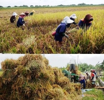 Photo: Petani-buruh tani di kawasan lahan pertanian Desa Watudakon, Kecamatan Kesamben, Kabupaten melakukan panen padi secara manual dan dilakukan perontok secara manual pula, pada saat panen raya bulan Pebruari 2026 lalu. 