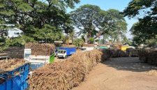 Tampak antrian Truk bermuatan batang tebu memasuki kompleks PG Djombang Baru, masa giling tahun 2026. Photo: istimewa
