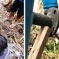 Para pekerja sedang melakulan pengembora air bawah tanah hingga keluar untuk mencukupi krisis air bersih yang melanda warga Dusun Ngares, Desa Kebondalem, Kecamatan Bareng.